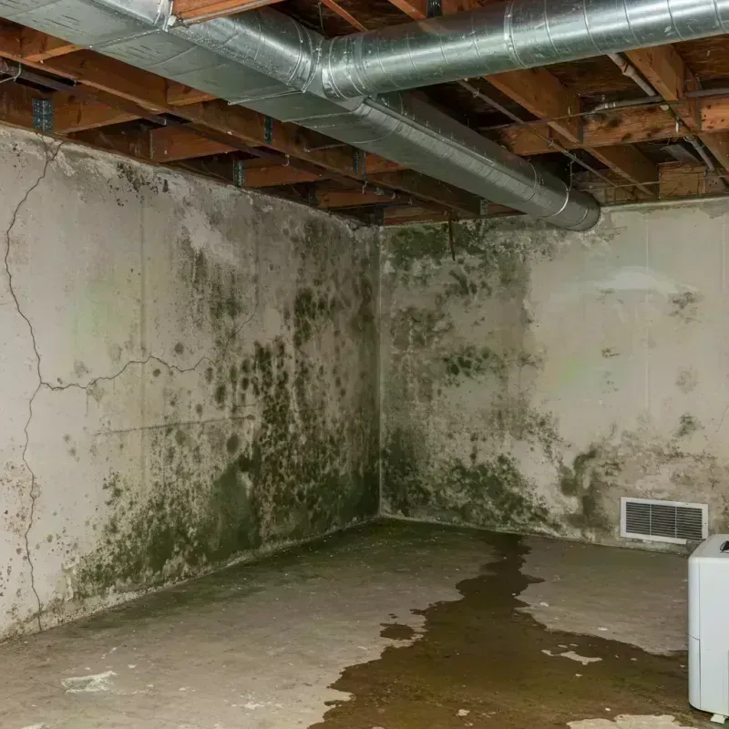 Professional Mold Removal in Surry, ME